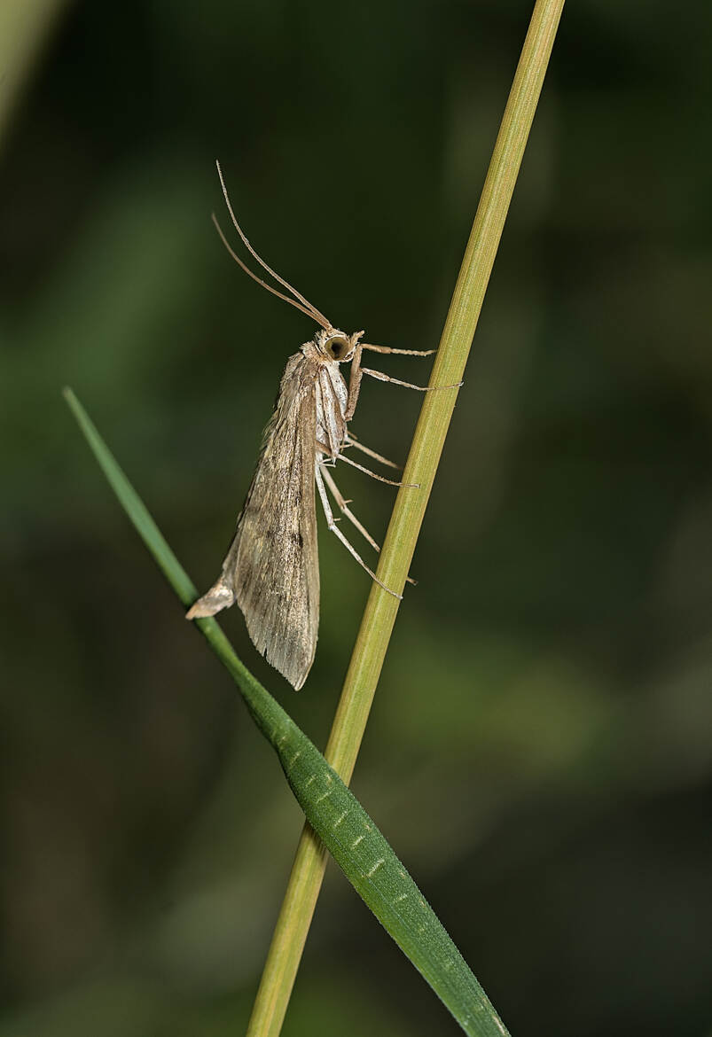 Pyrale de la luzerne