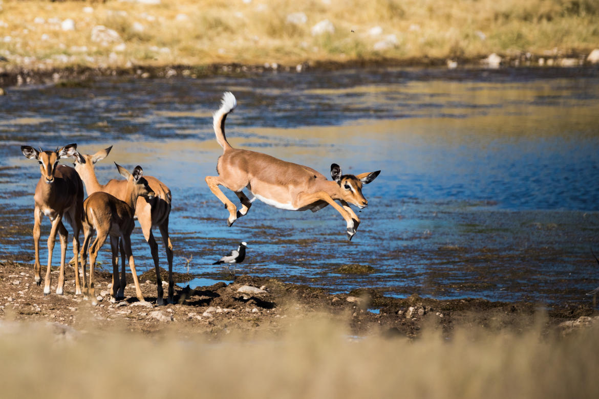 Le saut d'impala à face noir