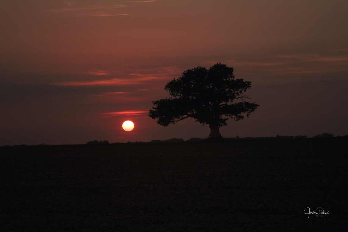 Coucher de soleil et le vieux chêne