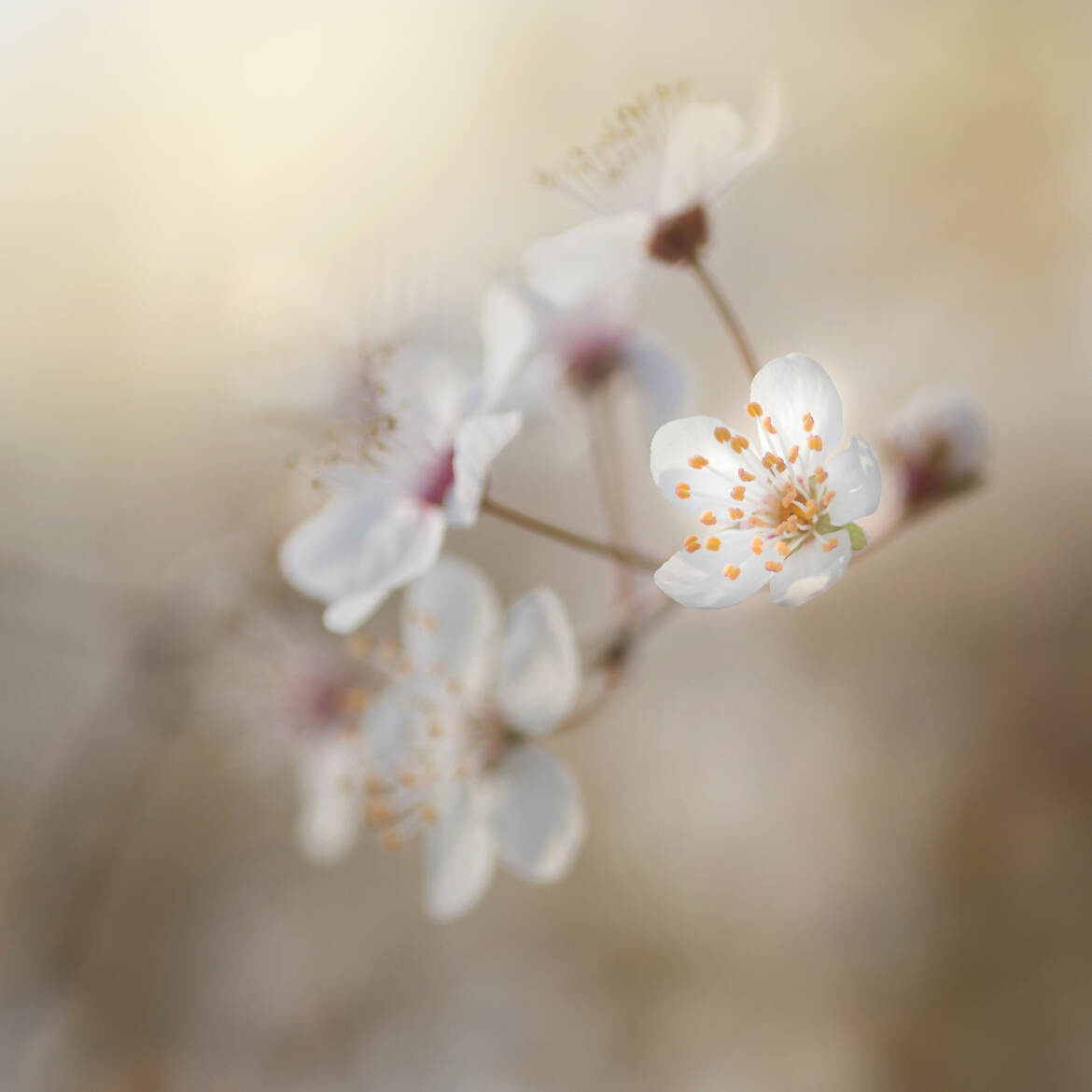 Prémices de printemps !!