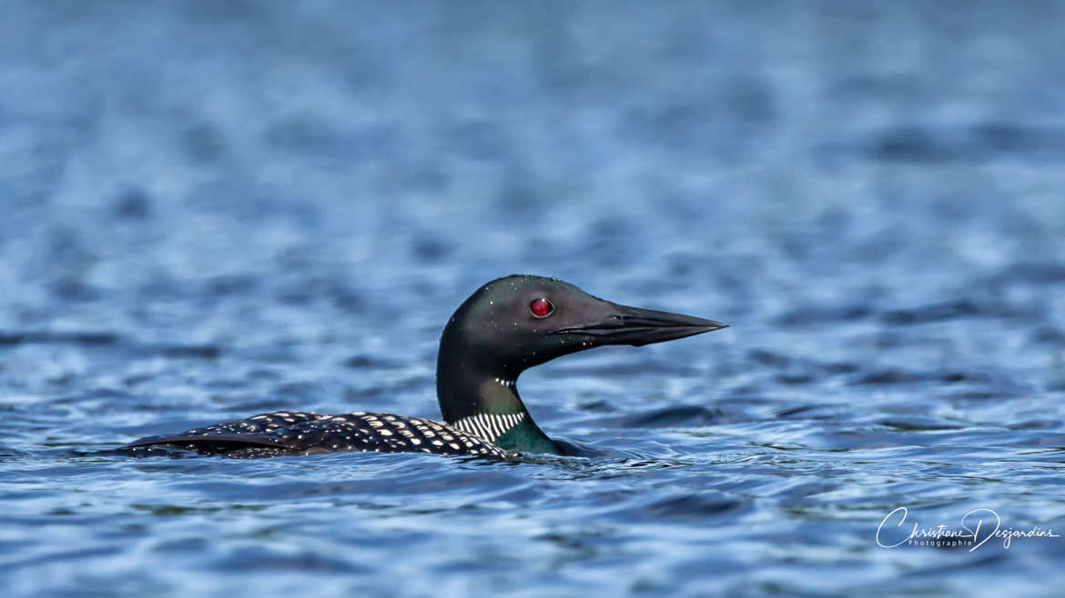 Plongeon huard