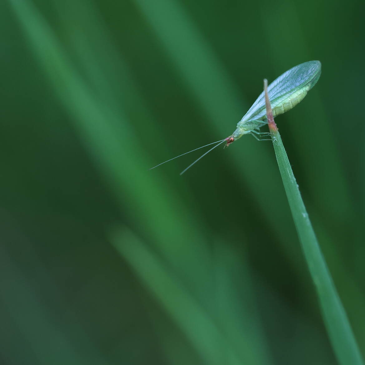 Peuple de l'herbe