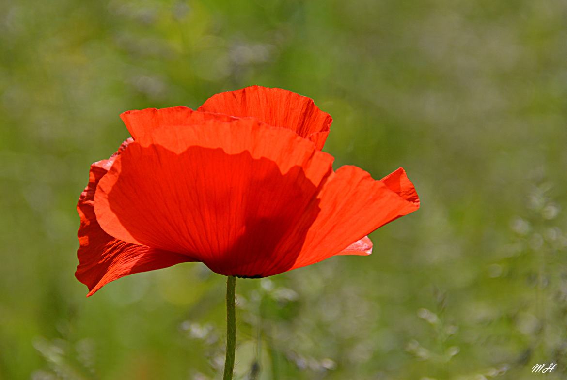 Comme un p'tit coquelicot....