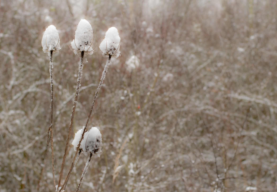 Songe d'hiver