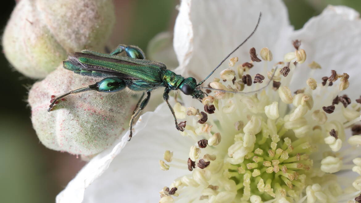 Squats + stéroïdes ?