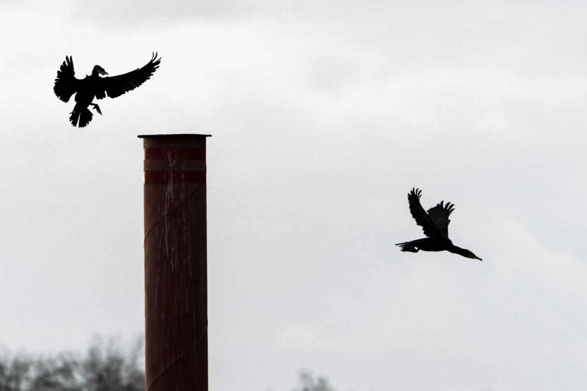 Jeu de Grand Cormorans