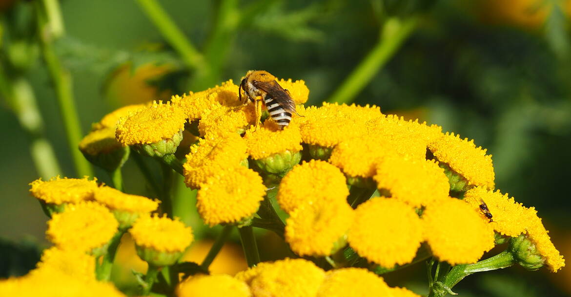 Butinage sur Tanaisie