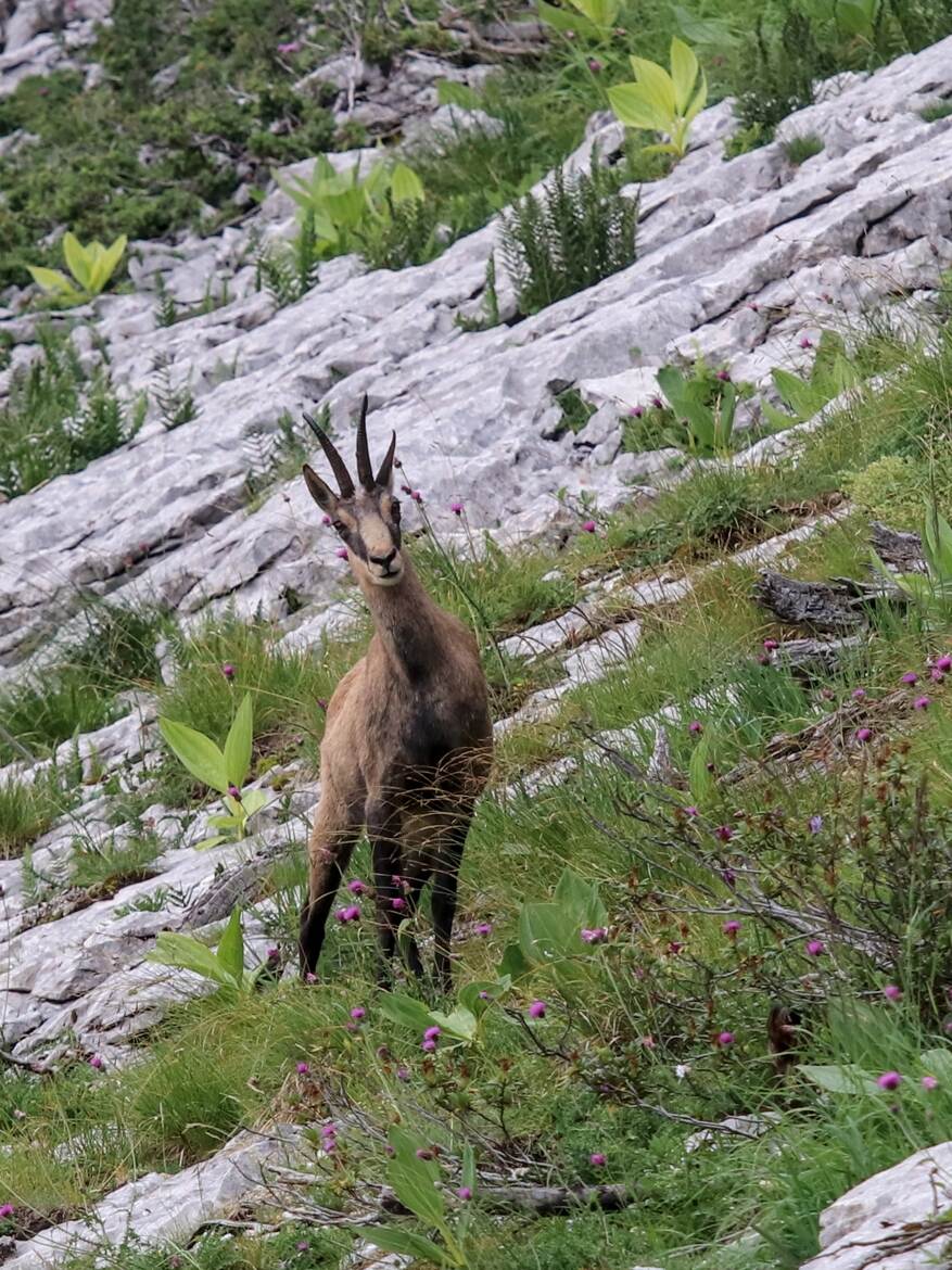 dahu à cornes