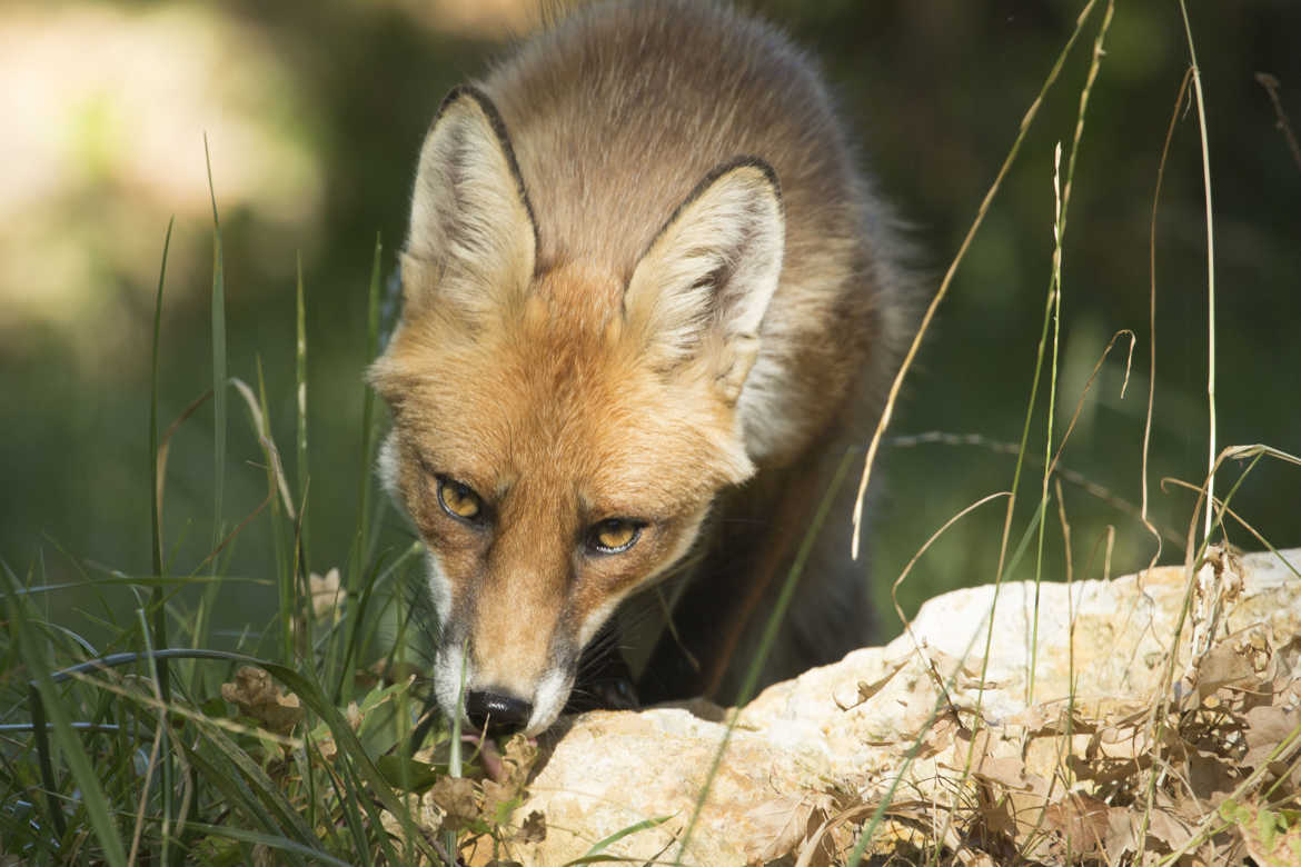 Regard de Renard