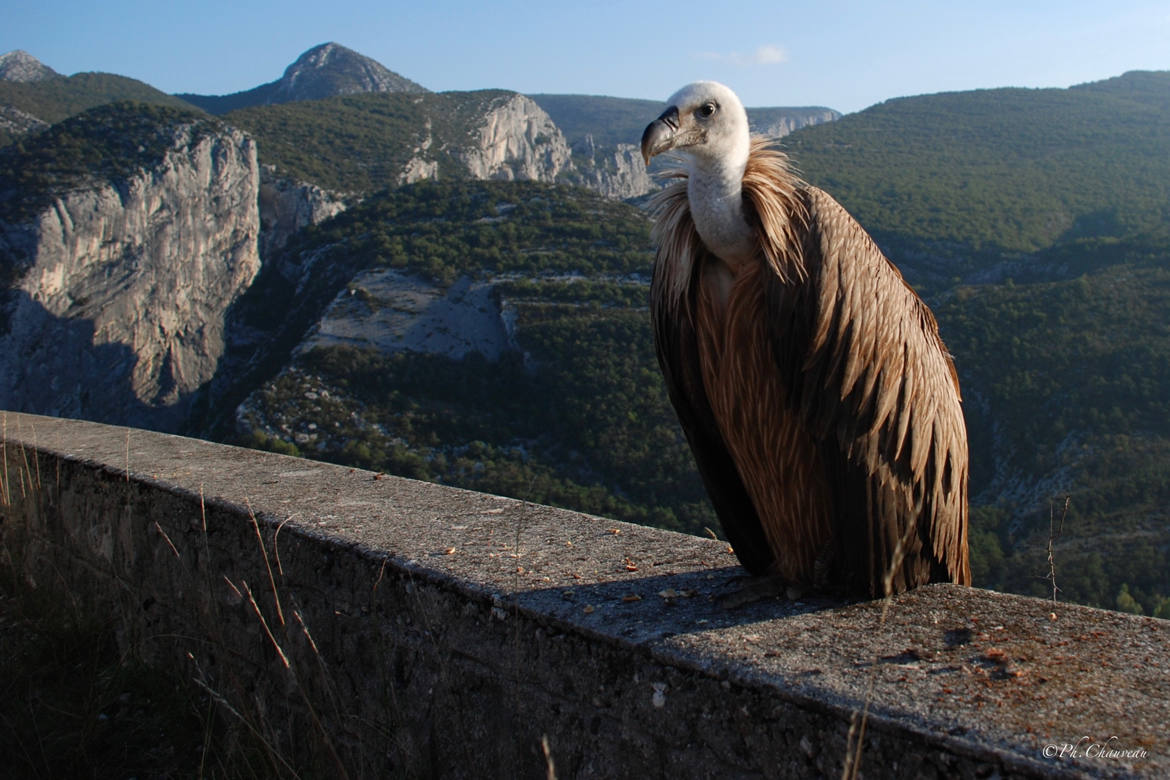 Le vautour.