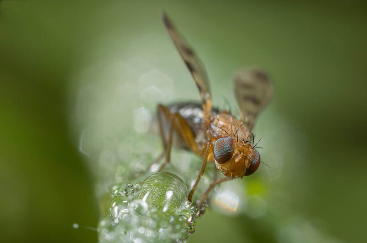 Les pattes au frais!