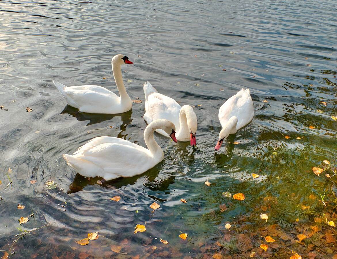 Quatuor !