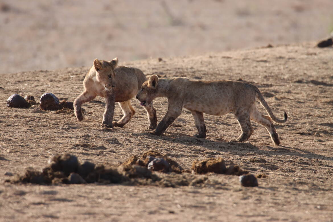 BAD GONES (lionceaux)