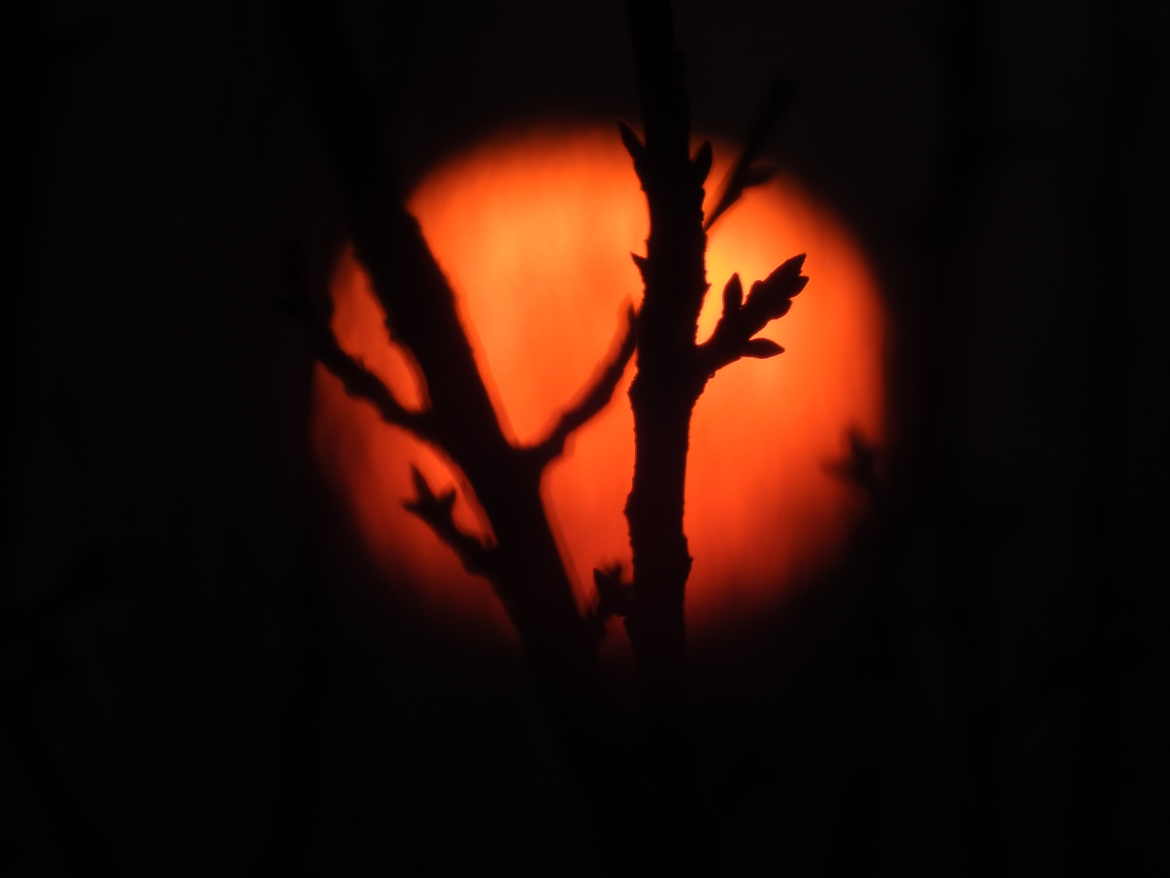 Coucher de soleil avec ombre de branche d'arbres