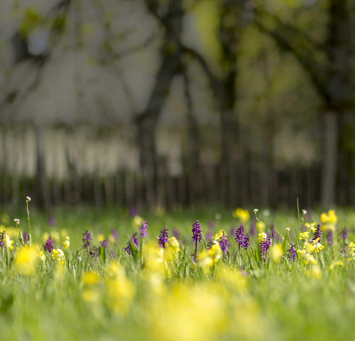 Le sacre du printemps