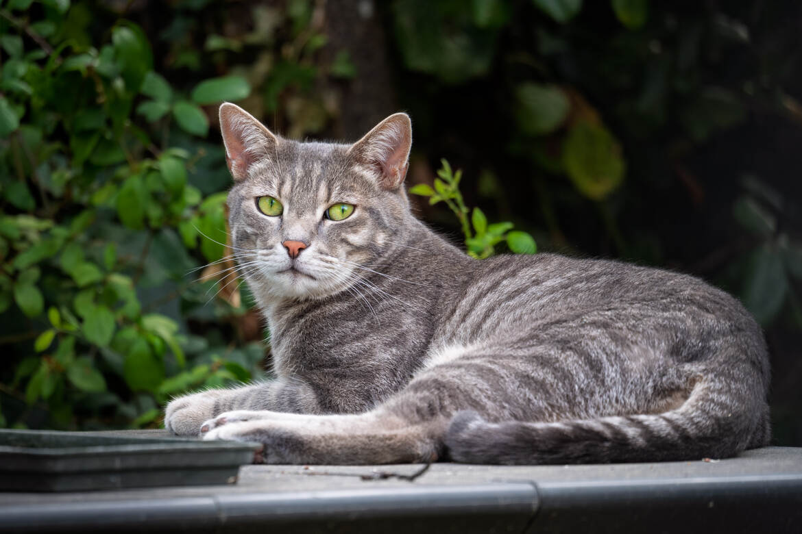 Le chat