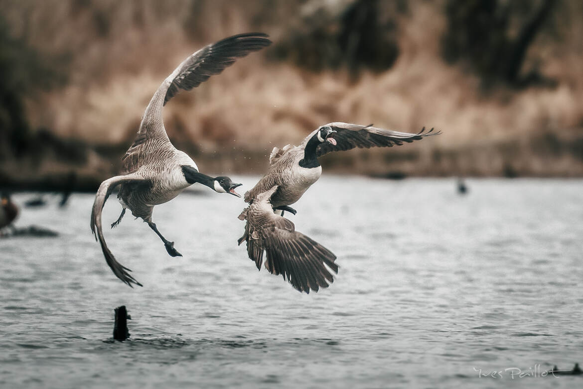 C'est à cette heure-ci que tu rentres...