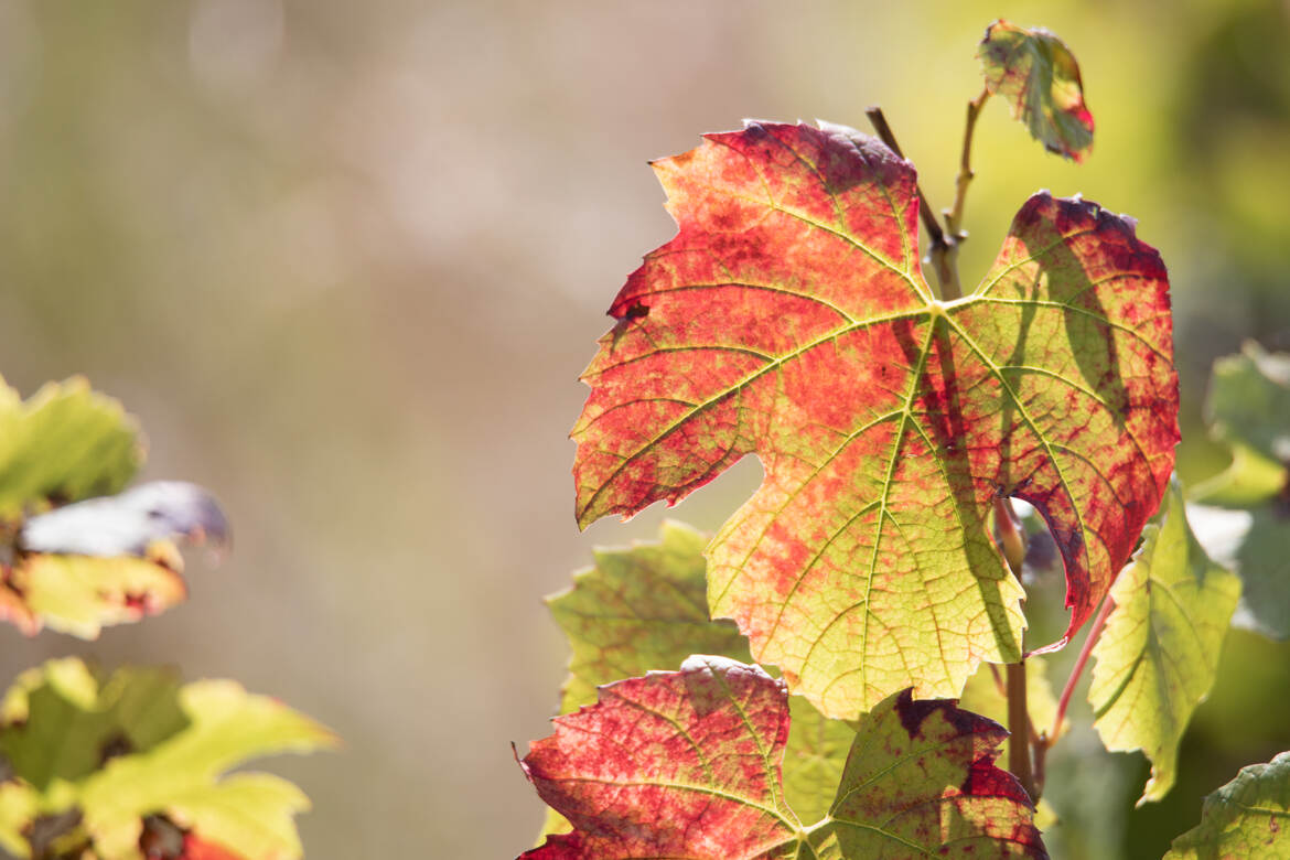 Feuilles d'automne