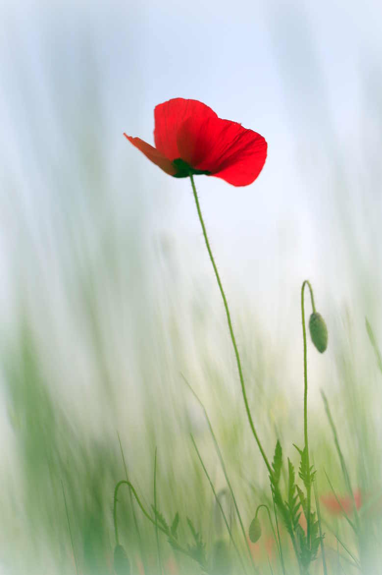 Douce fleur d'été