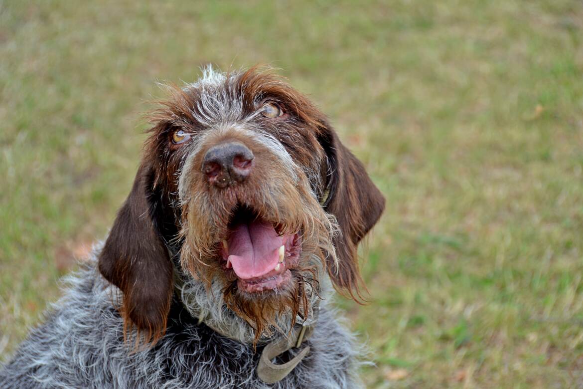 Galerie de Chiens : Copain