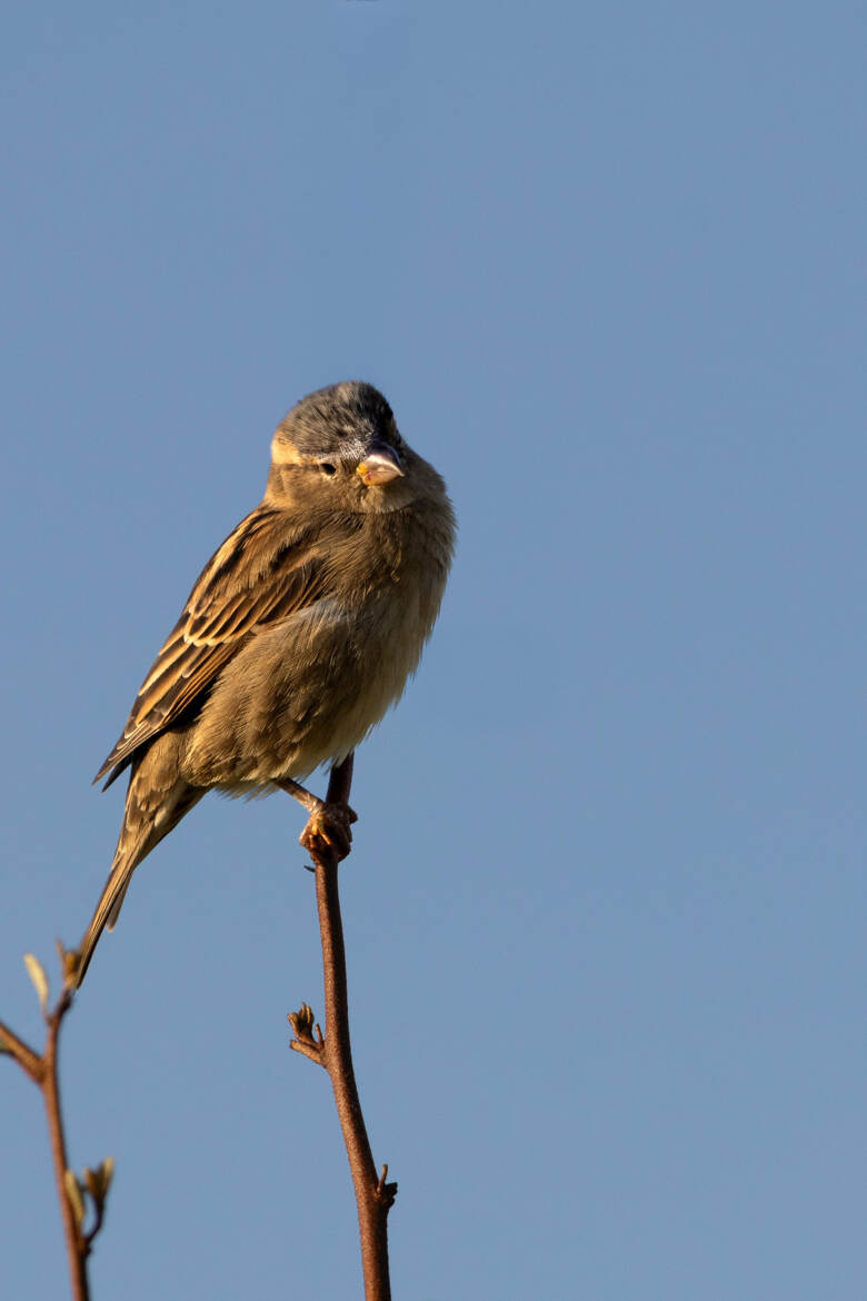 oiseau sur ses échasses !...