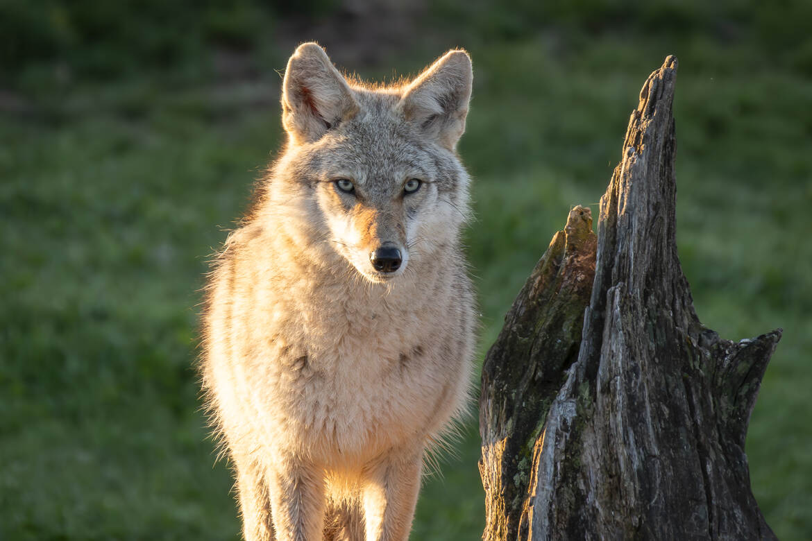 Le coyotte au levé du soleil