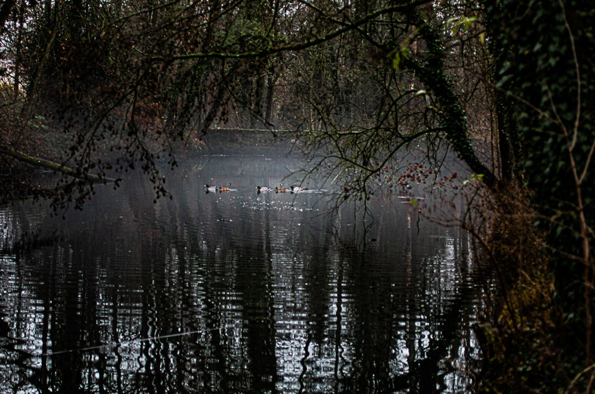 canards dans la brume Auteuil