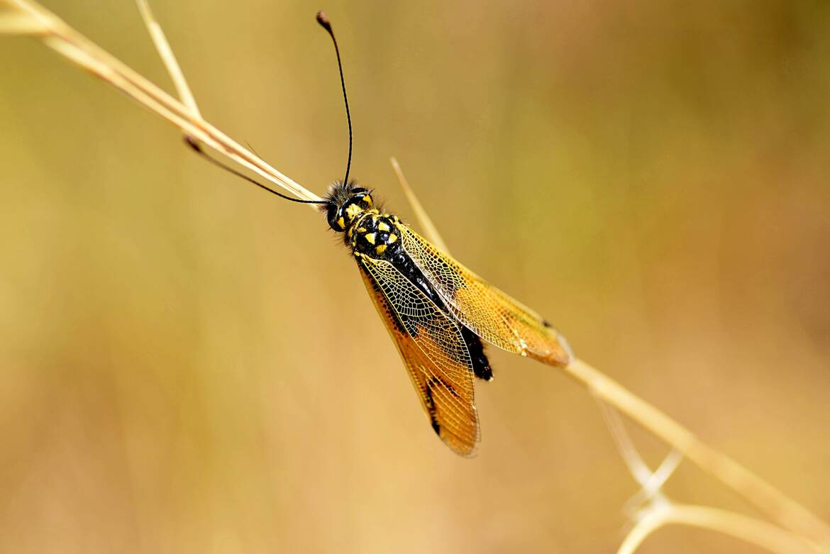 Ascalaphe ambré