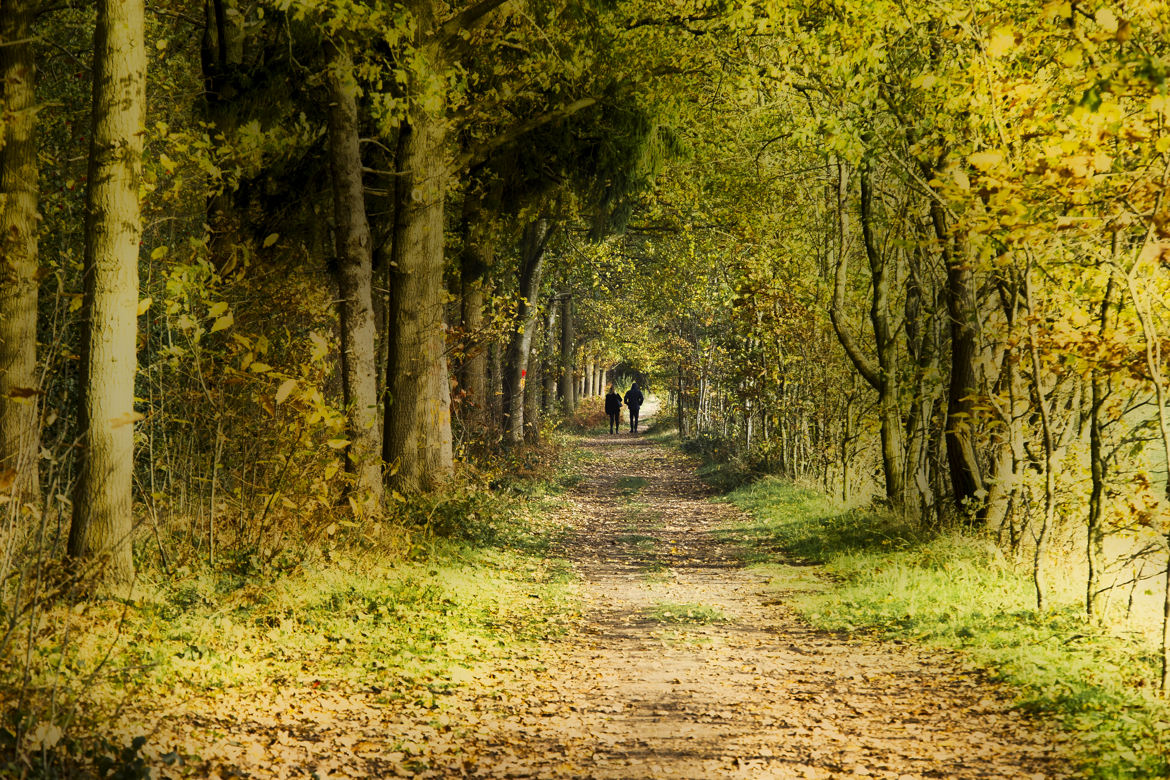 Promenons-nous dans le bois