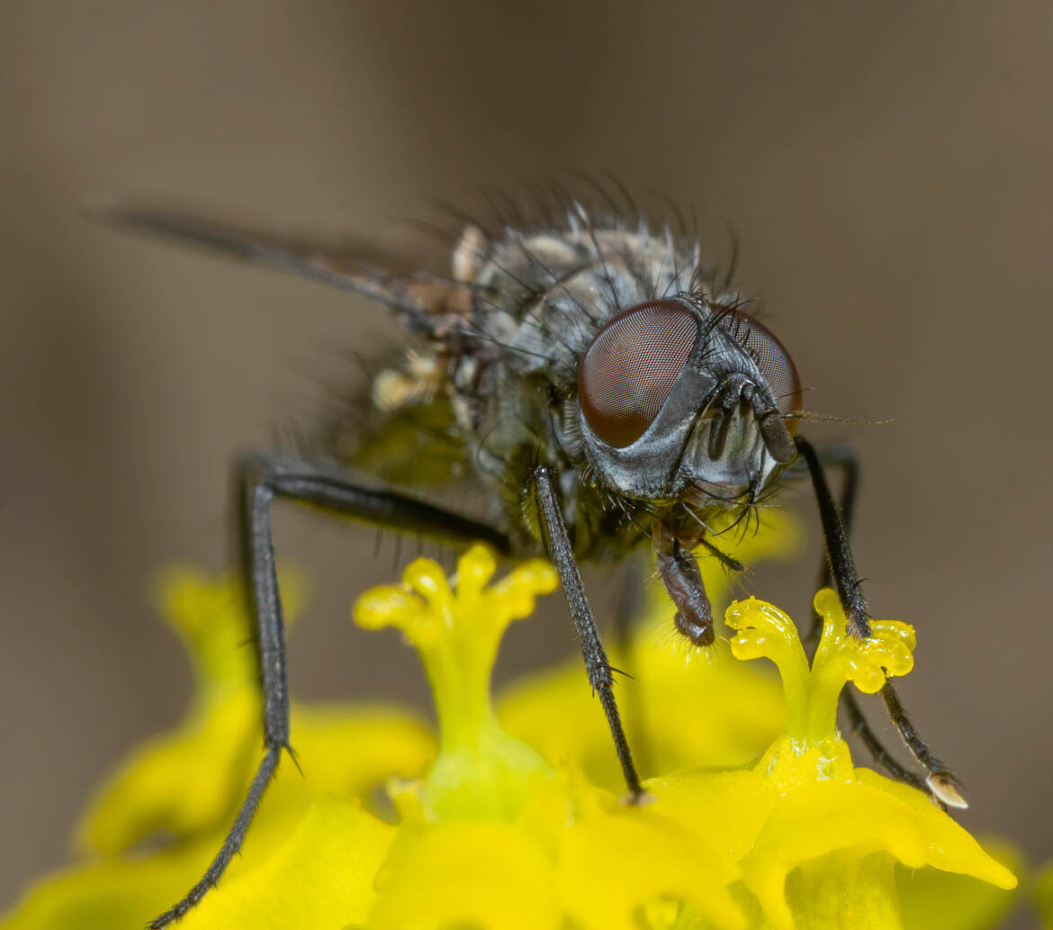 Toujours la mouche!!