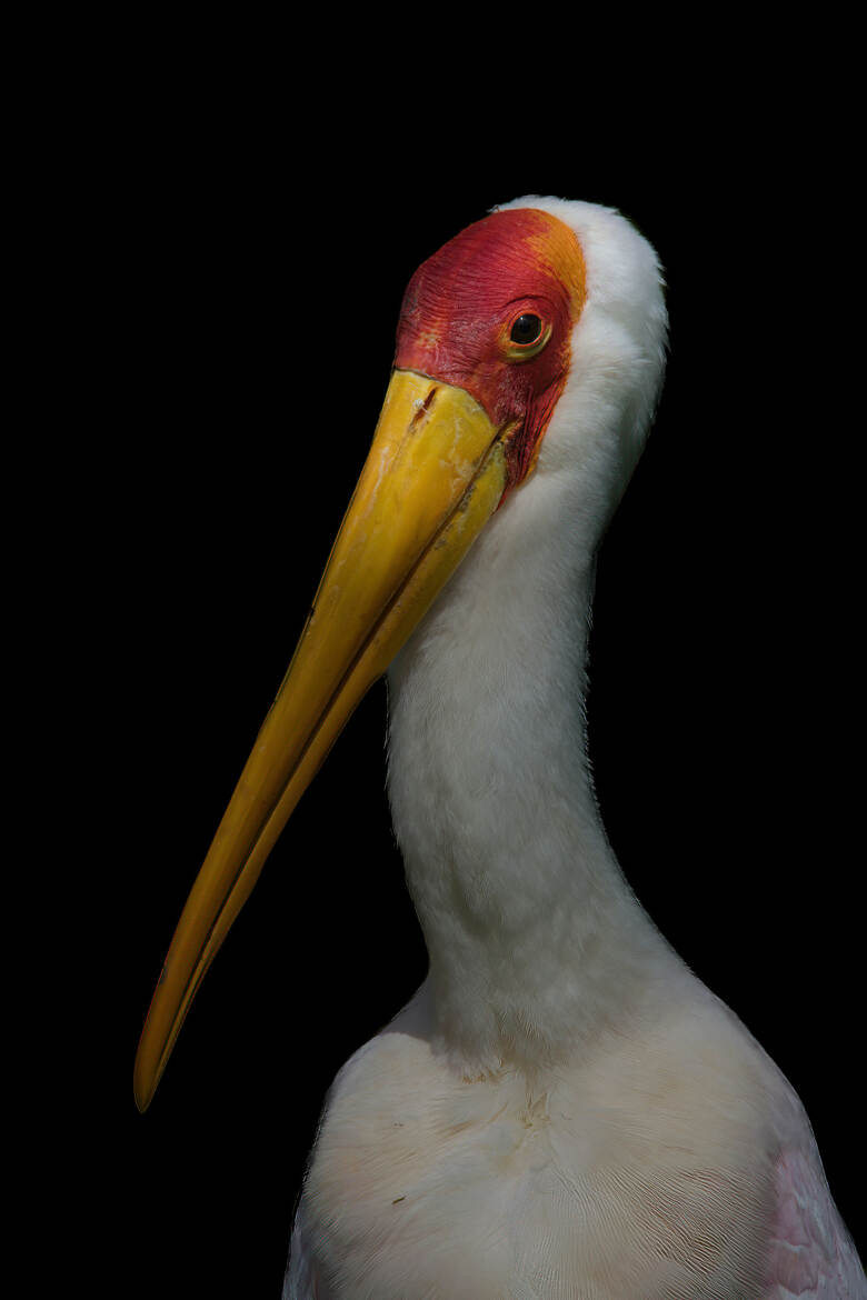 Tantale Ibis