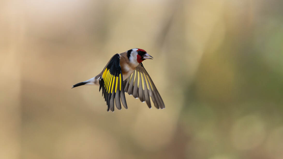 Le vol du p'tit clown