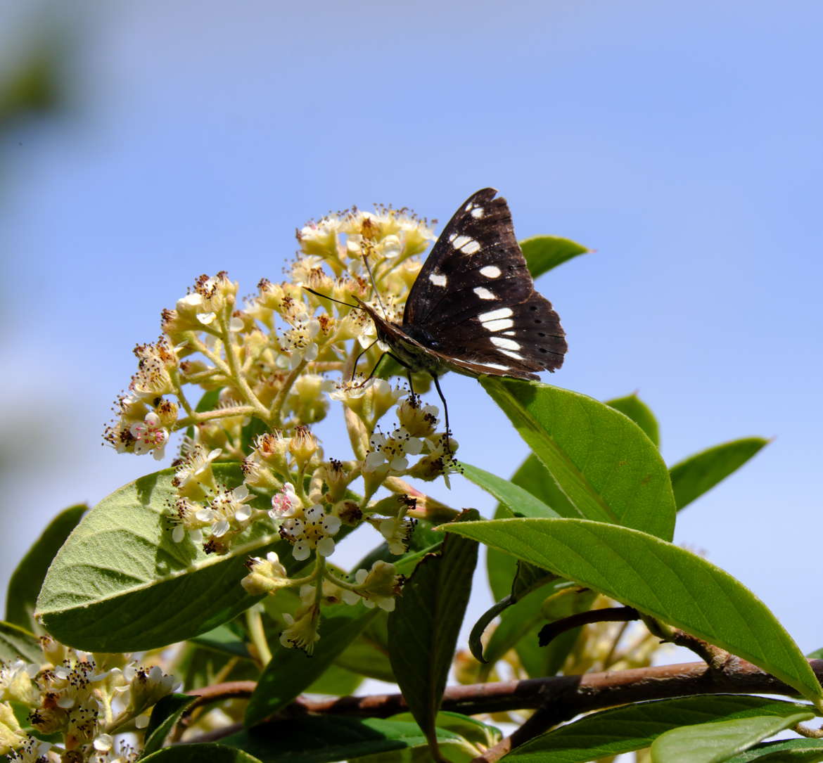 Mon beau papillon