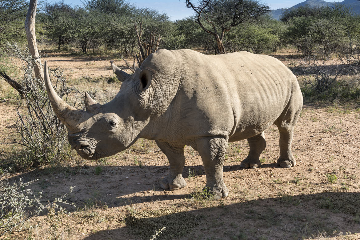 Rhino blanc