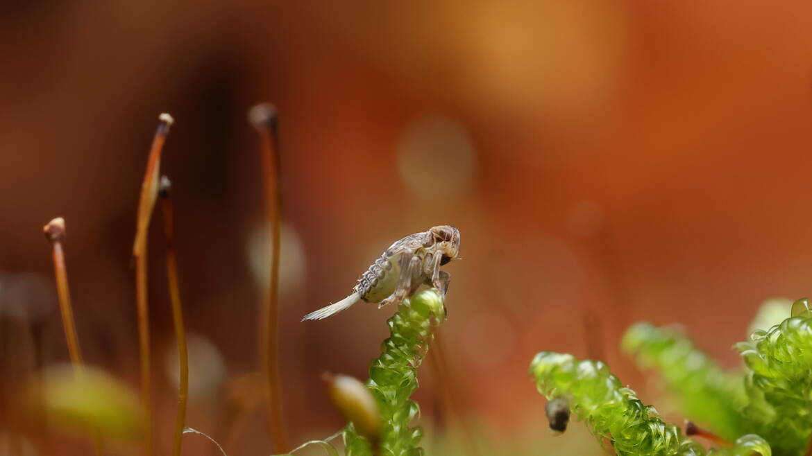 Issus coleoptratus II