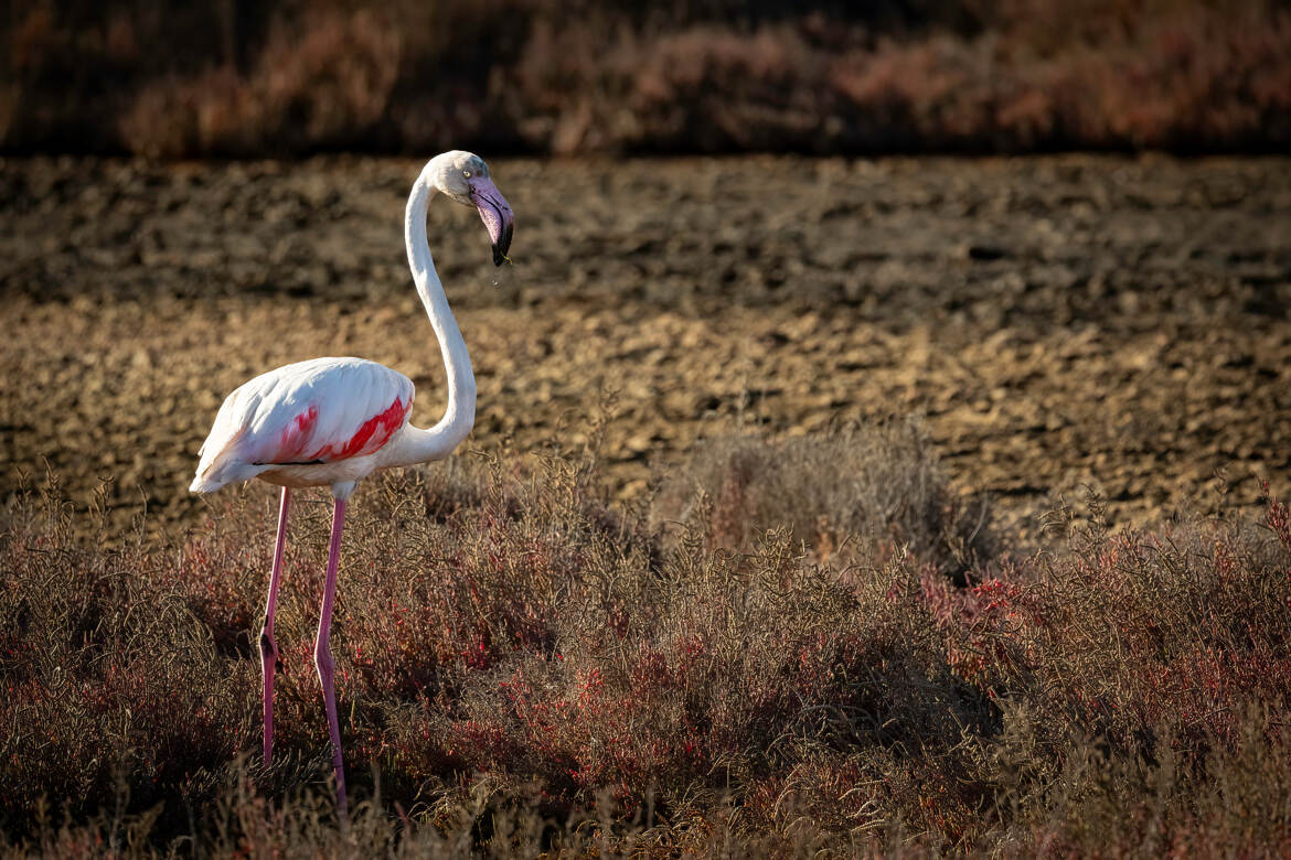 Le flamant