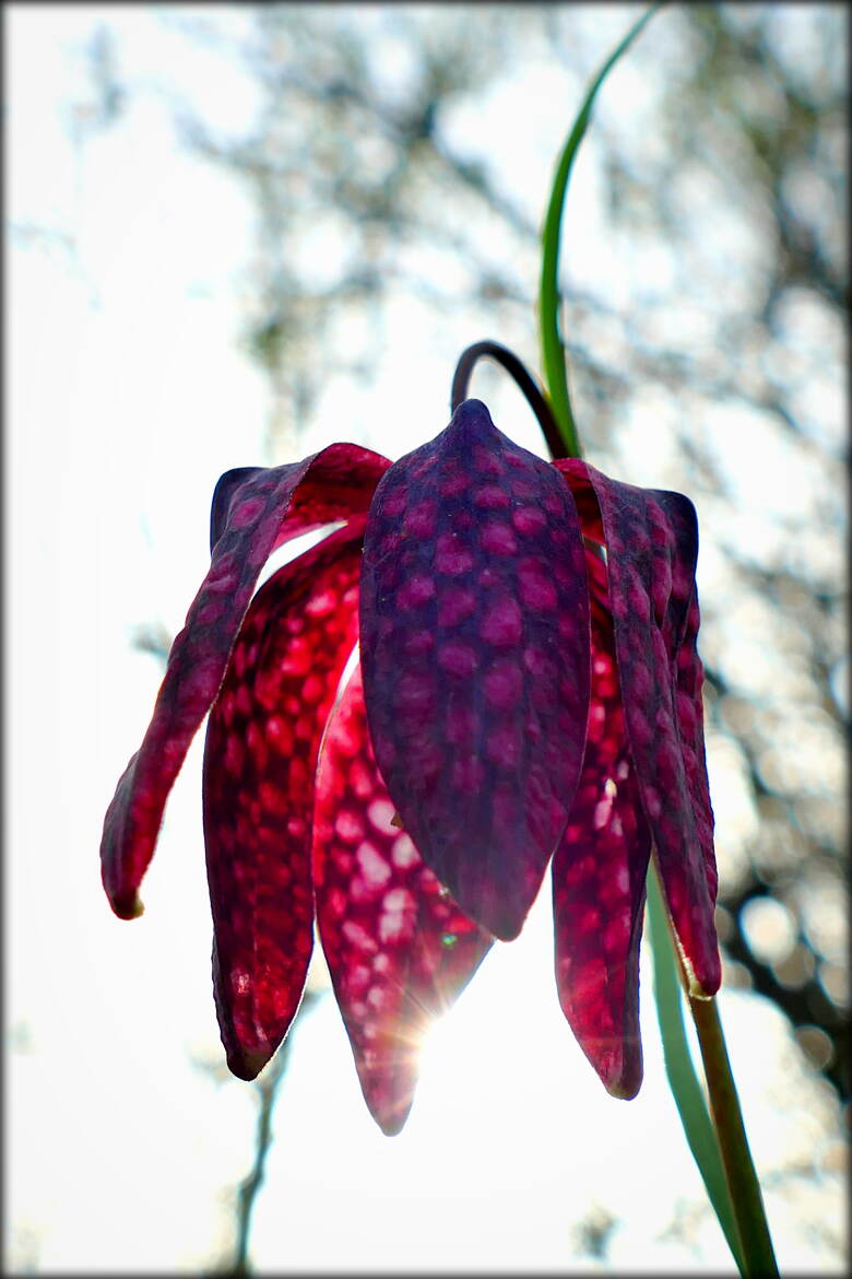 Abat Jour Printanier