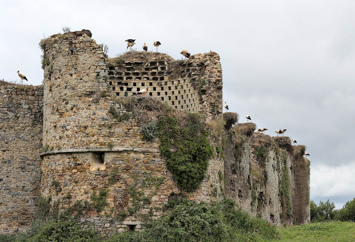 Le château des cigognes (3)