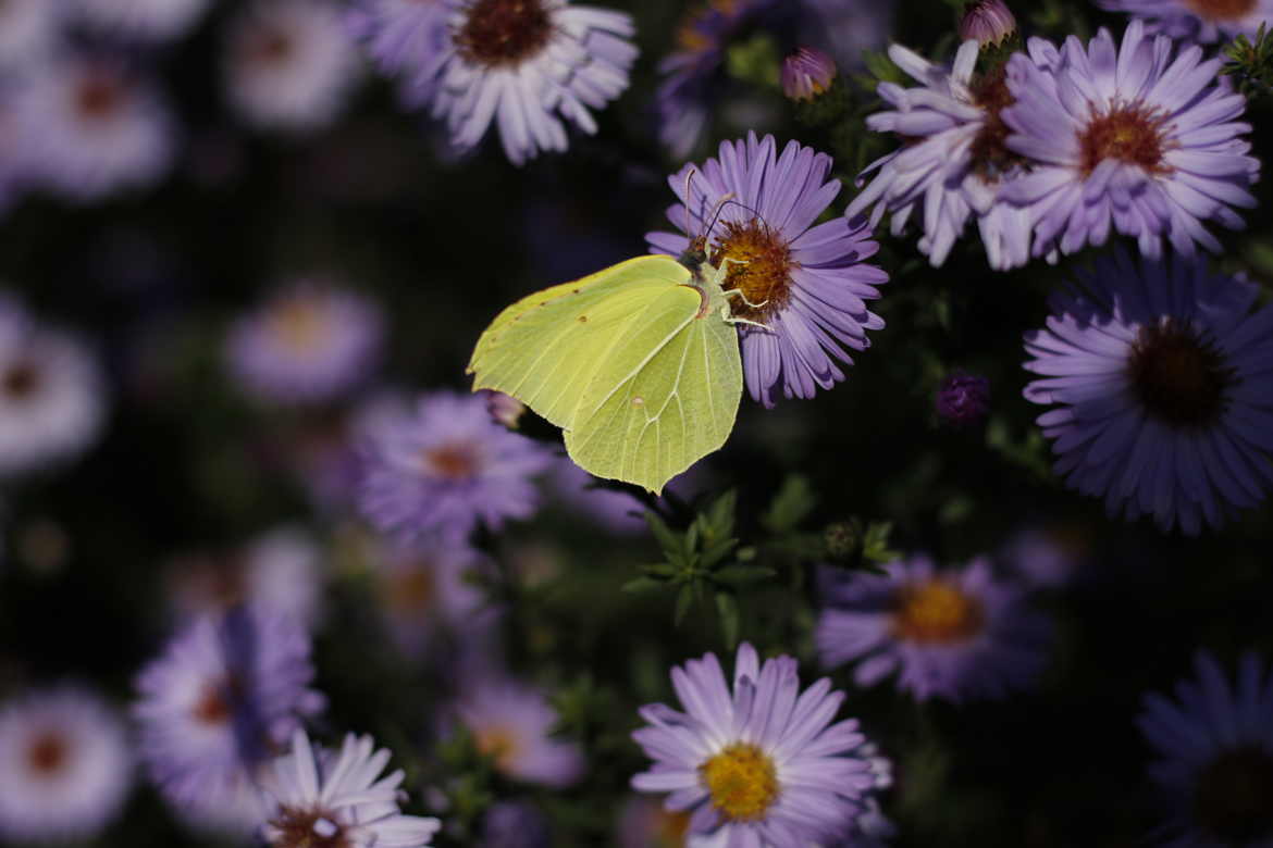 Aster sublimé par un papillon citron