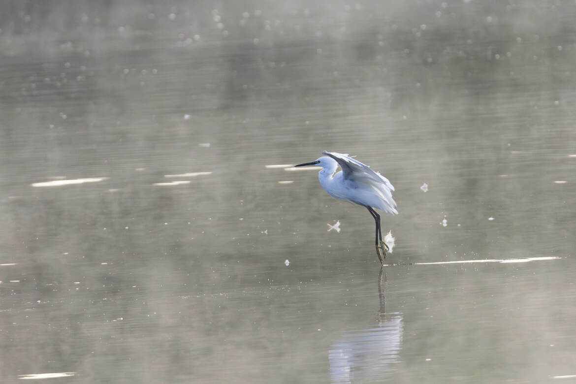 Posée sur l'eau