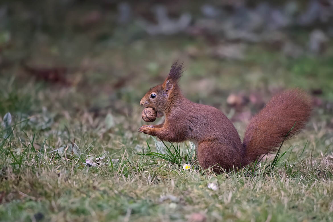 Qui a volé, a volé...