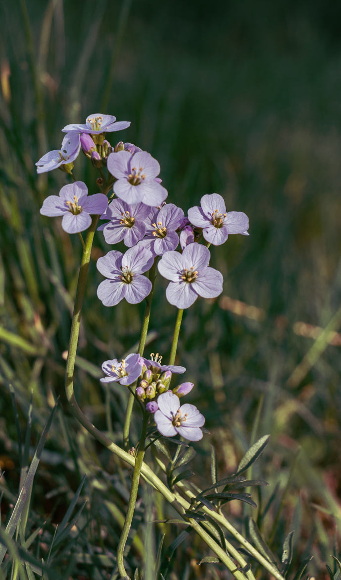 Cardamine des prés