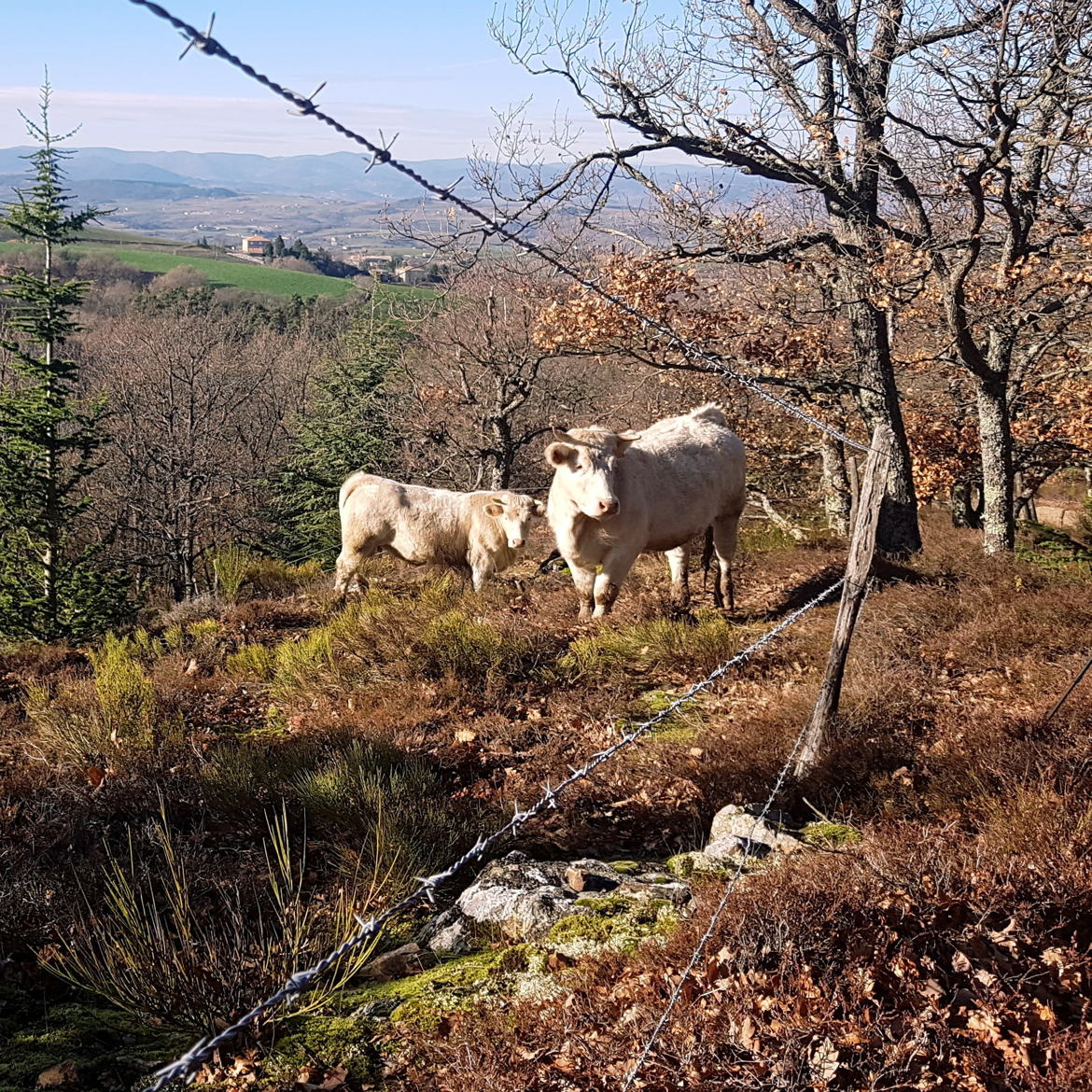 A travers les barbelés