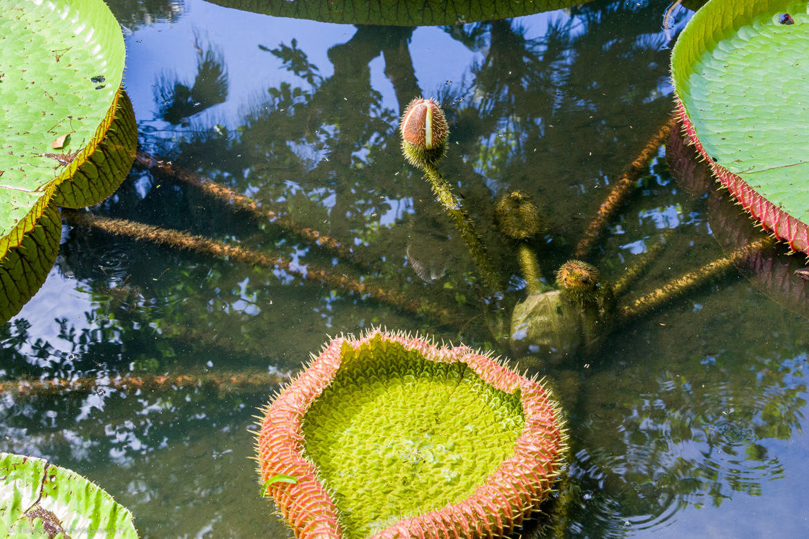 Victoria amazonica