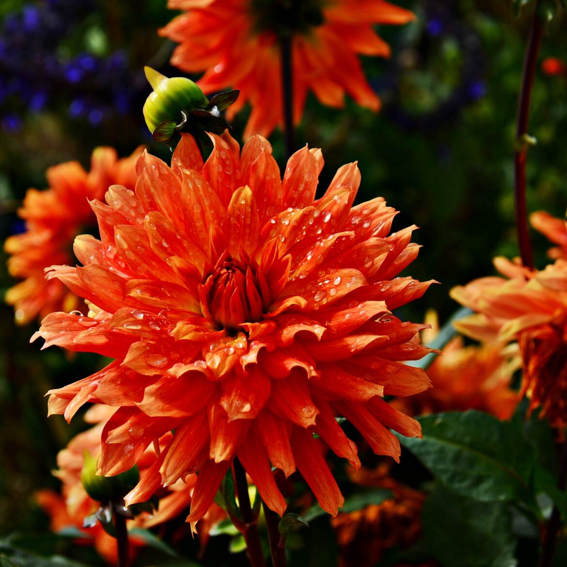 Dahlia et gouttes d'eau