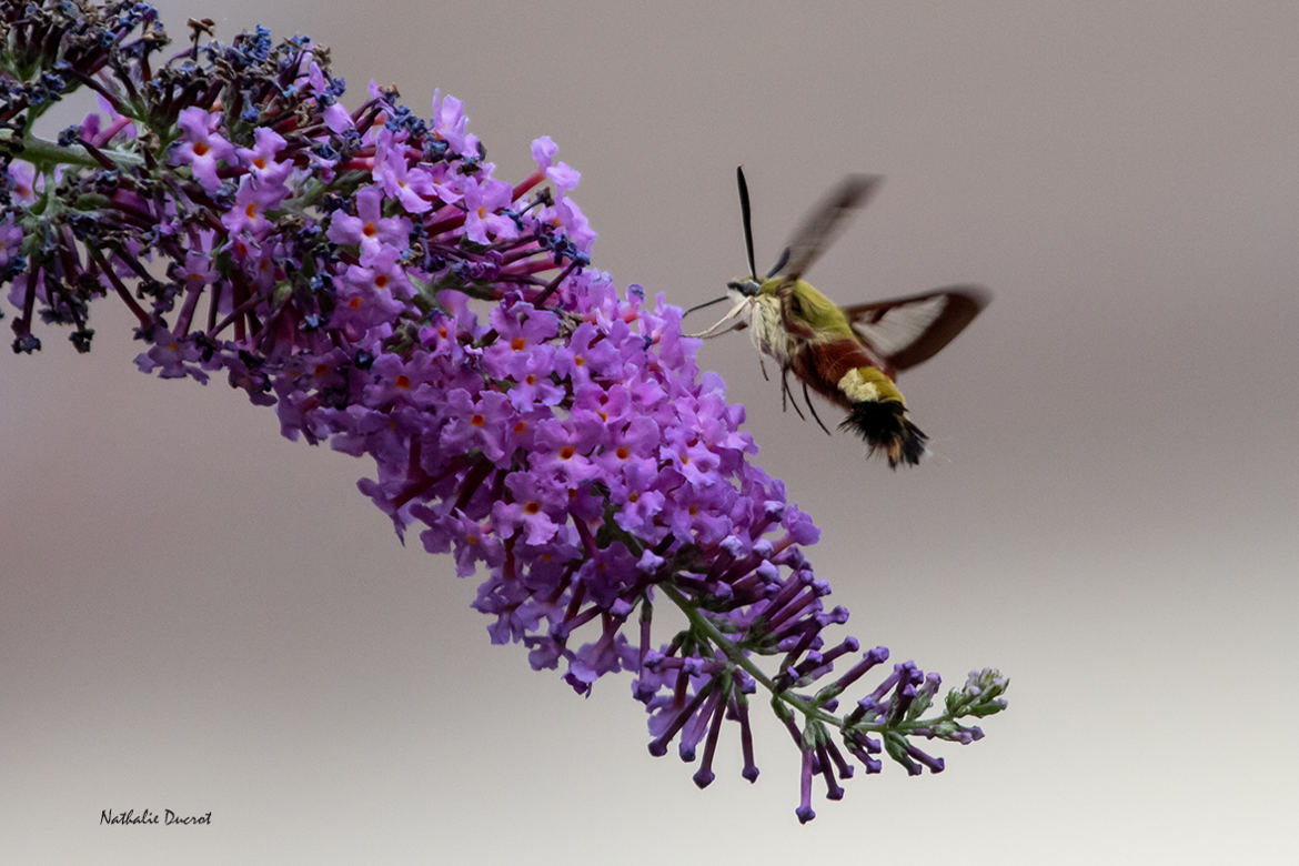 danse, danse petit colibri