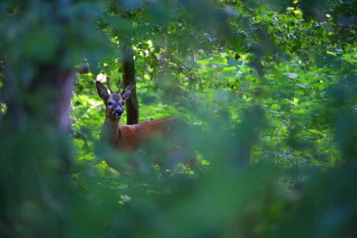 Le prince de la forêt