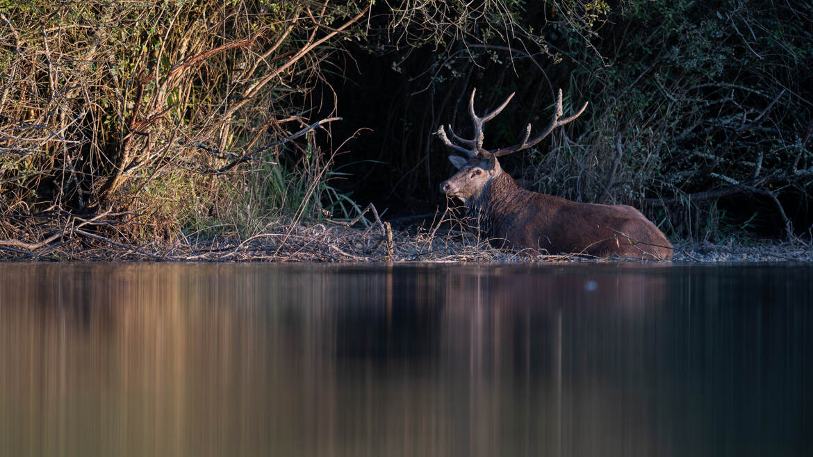 Le repos du guerrier