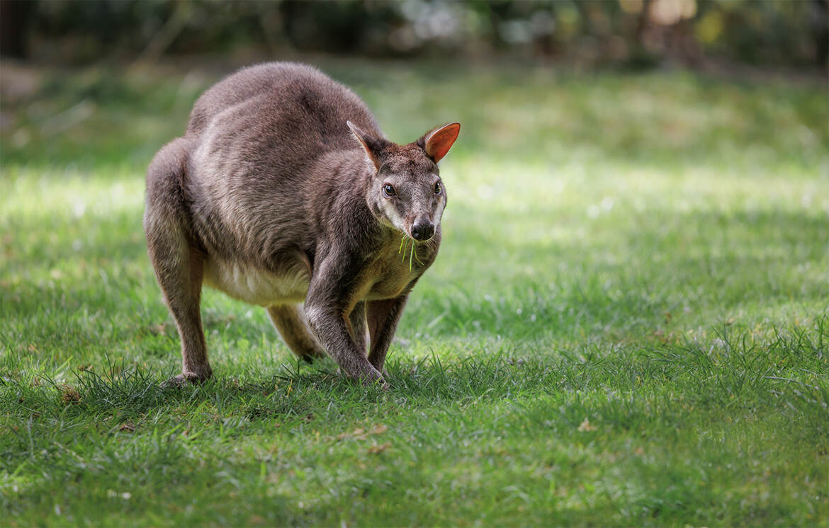 Ceçi n'est pas un Brocard ...