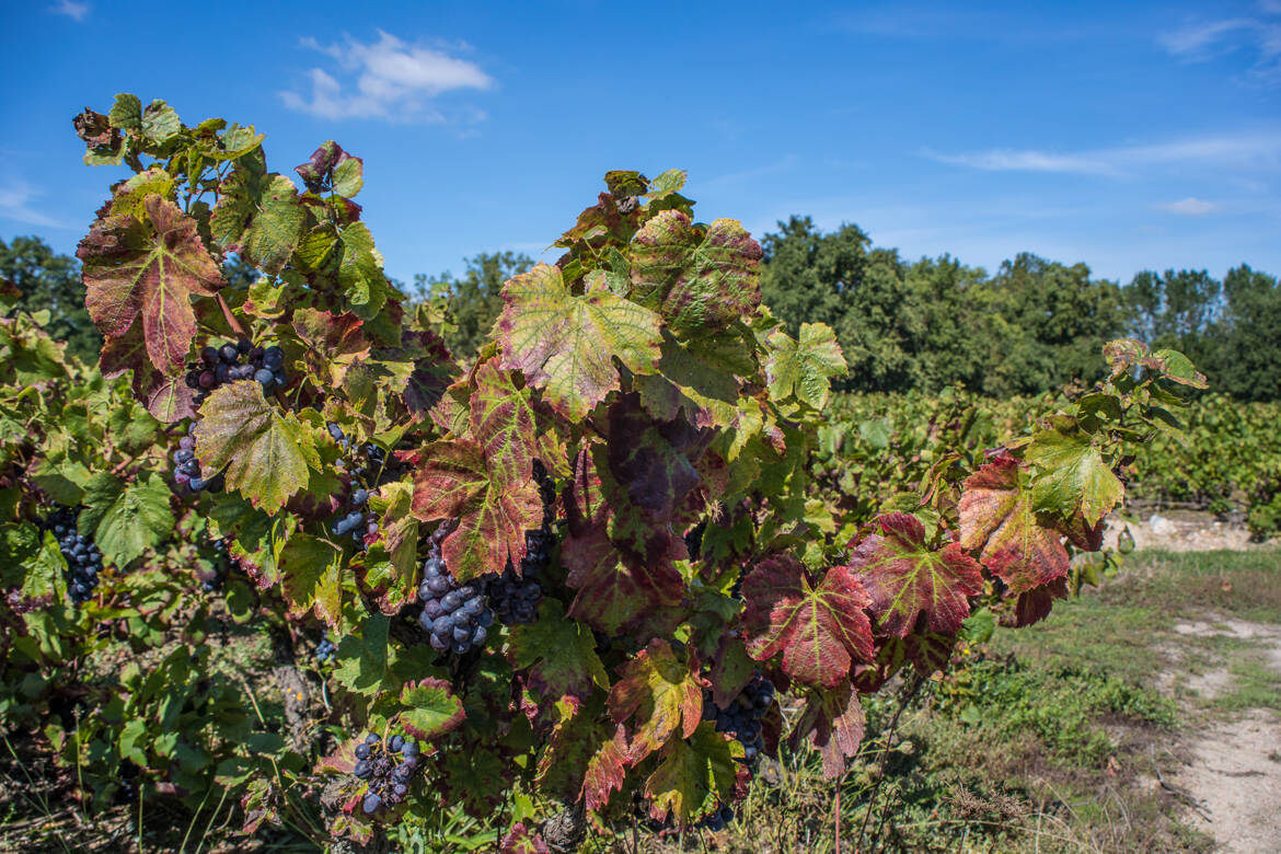 Couleurs d'automne dans les vignes